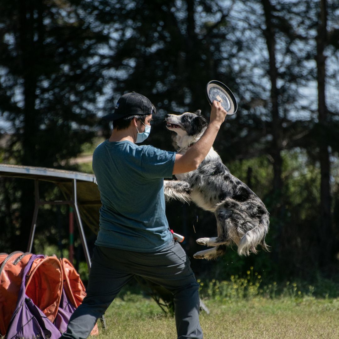 Date el tiempo de fortalecer la relación con tu perro: Etólogos y Adiestradores 100% recomendados por Sheepdogz!