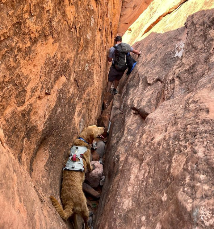 Perros que Destacan en la Escalada: Ejemplos de Aventuras Compartidas