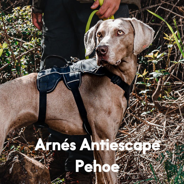 Arnés Perro Pehoé - Sheepdogz®