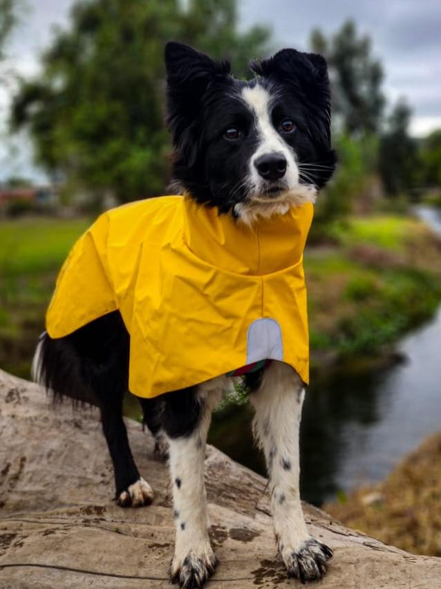 Impermeable Urbano Perro Fitz Roy -  Amarilla - Sheepdogz®