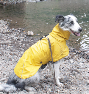 Impermeable Urbano Perro Fitz Roy -  Amarilla - Sheepdogz®